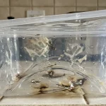 De waarheid over plastic in de magnetron en waarom ik volledig ben overgestapt op glas de-waarheid-over-plastic-in-de-magnetron-en-waarom-ik.webp.webp